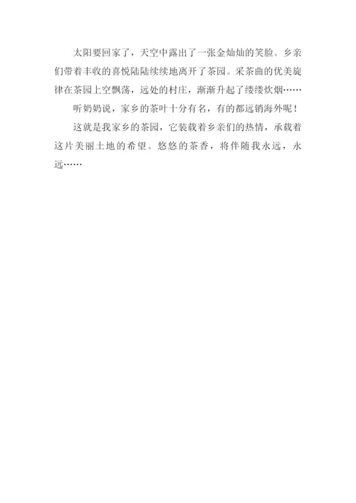 又到茶园飘香时作文600字.docx