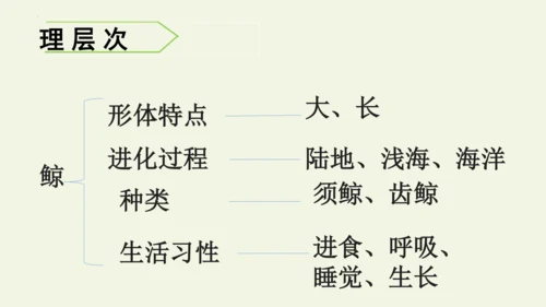 部编版 五年级语文上册第五单元习作例文 《鲸》（课件）