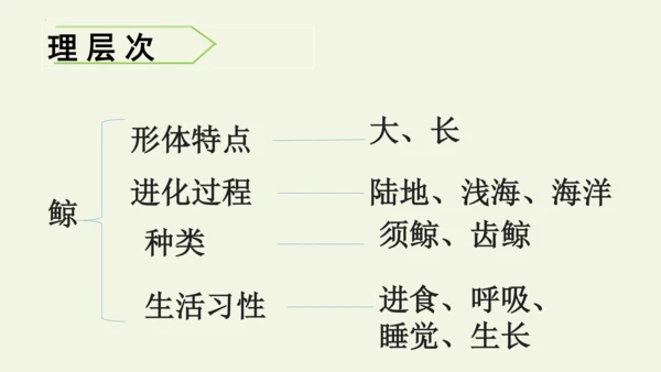 部编版 五年级语文上册第五单元习作例文 《鲸》（课件）