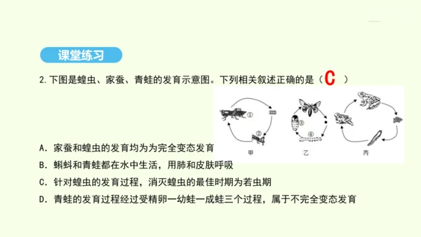 7.1.3两栖动物的生殖和发育课件-人教版生物八年级下册(共29张PPT)