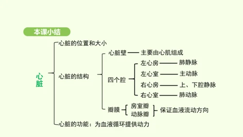 第四单元-第四章-第三节 输送血液的泵——心脏（第1课时）课件-2024-2025学年七年级生物下学