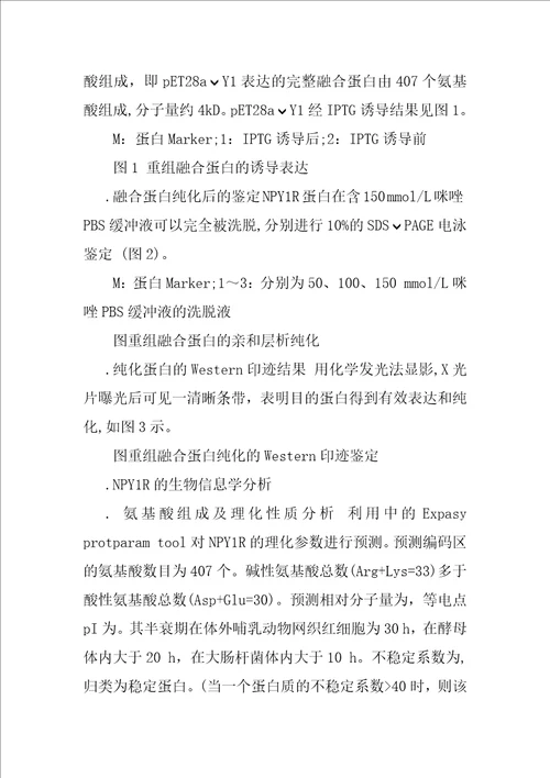 重组人神经肽Y受体Y1融合蛋白的表达、纯化及其生物信息学分析研究
