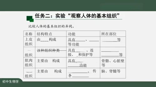 2.2.2 动物体的结构层次 课件（共24张PPT）