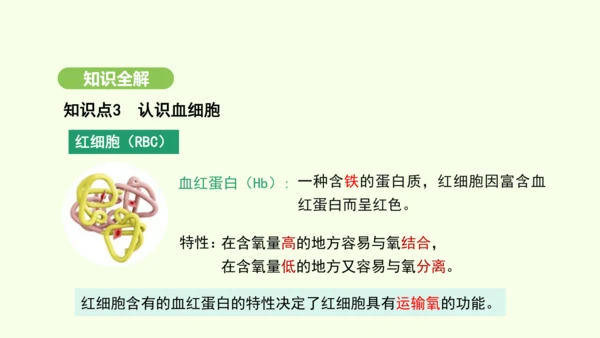 第四单元-第四章-第一节-流动的组织——血液课件-2024-2025学年七年级生物下学期人教版(20
