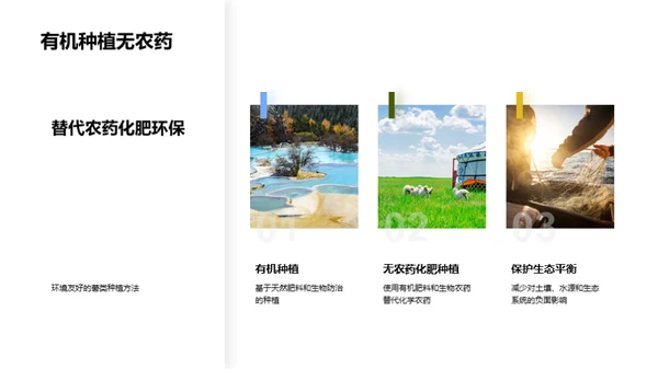 绿色薯种：环保农业