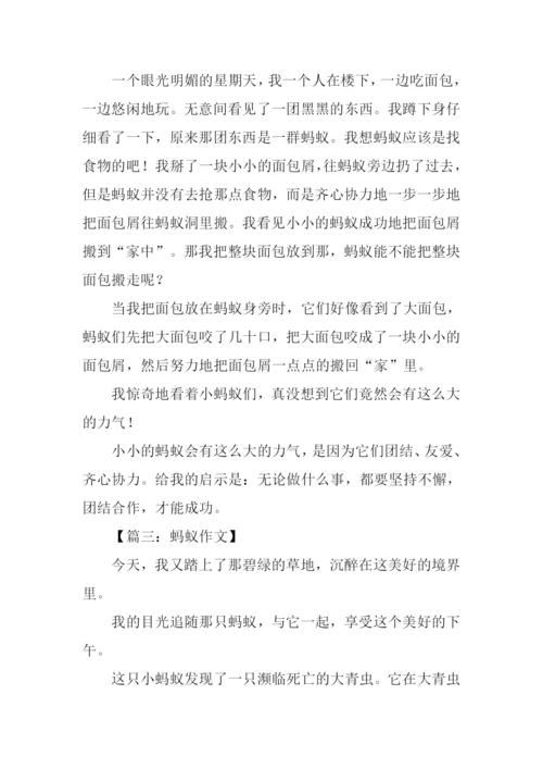 蚂蚁作文-10.docx
