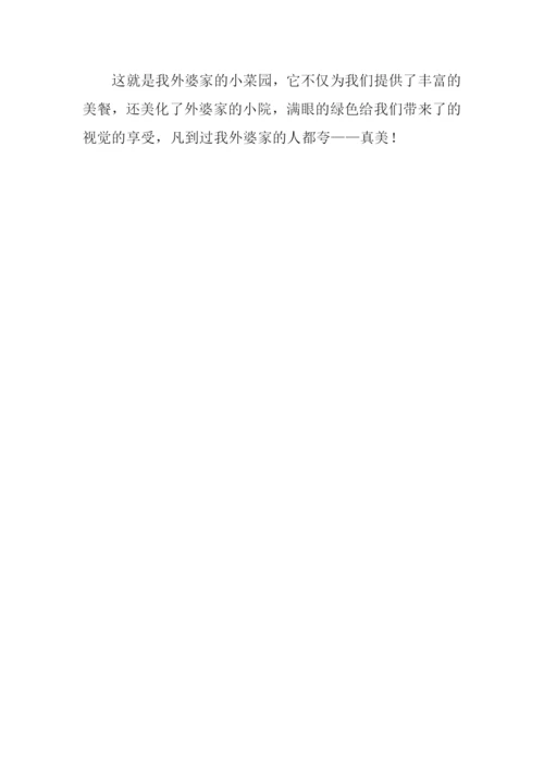 姥姥家的小菜园作文.docx