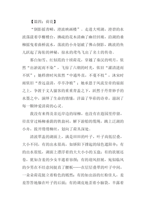 写荷花的作文600字.docx