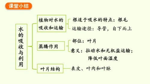 3.2.1水的利用与散失-七年级生物下学期同步精品课件（2024人教版）(共32张PPT)