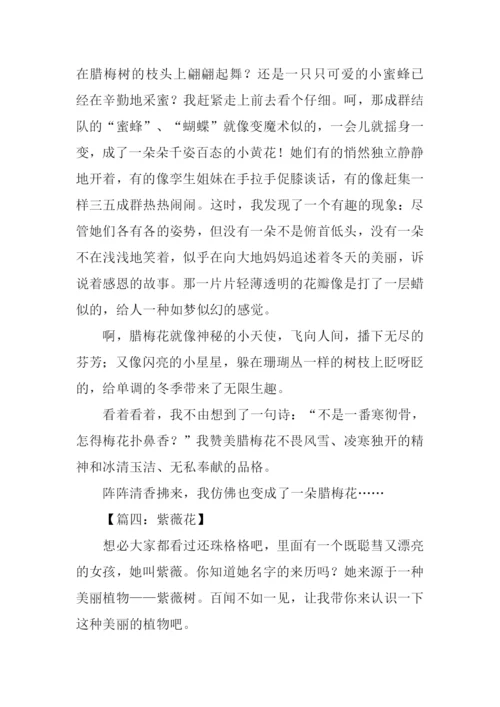 描写一朵花的作文.docx