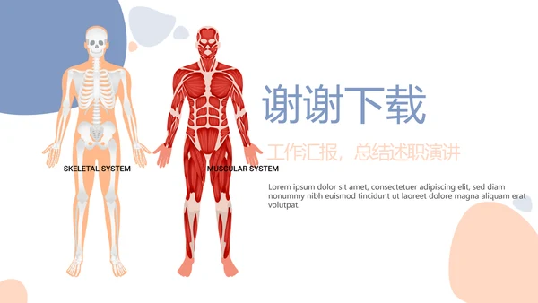 简约医疗骨骼肌肉系统动态PPT