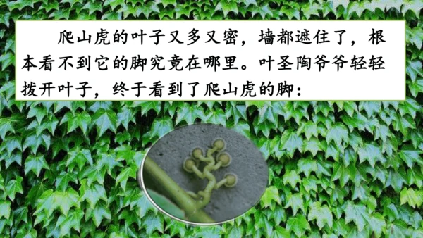 10 爬山虎的脚  课件