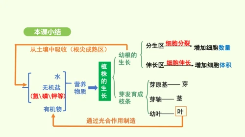 第三单元-第一章-第二节-植株的生长课件-2024-2025学年七年级生物下学期人教版(2024)(