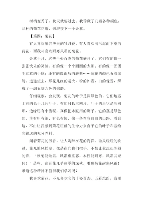 写菊花的作文400字.docx