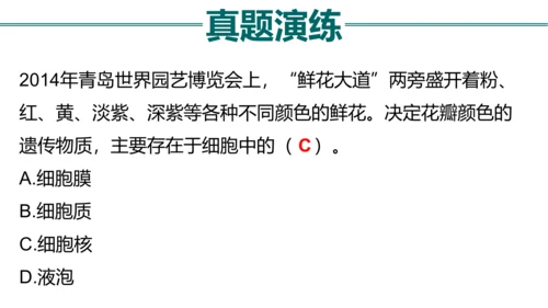 七上 第二单元生物体的结构层次-复习课件(共35张PPT)