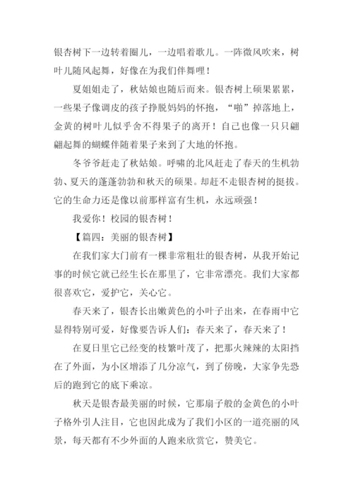 美丽的银杏树作文350字.docx