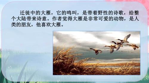 19《大雁归来》课件
