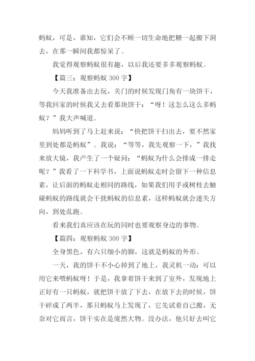 四年级观察动物作文.docx