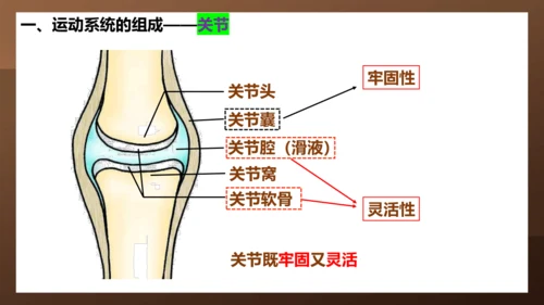 人教版生物八年级上册5.2.1《动物的运动》课件(共27张PPT)+视频素材