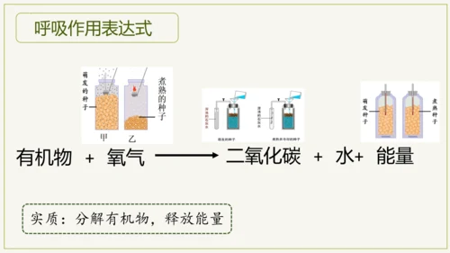 3.5.2 绿色植物的呼吸作用（课件）七年级生物上学期（人教版）(共32张PPT)