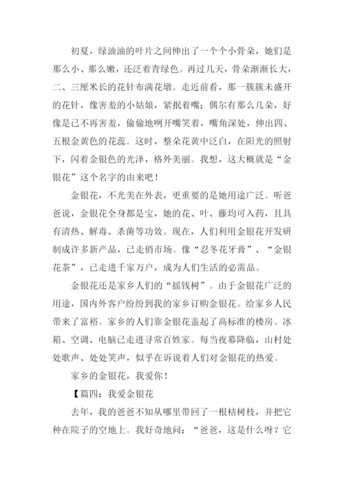 写金银花的作文600字.docx