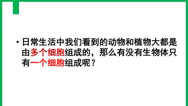 2.2.4 单细胞生物-2023-2024学年七年级生物上册优质教学课件（人教版）(共20张PPT)