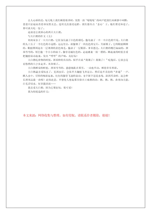 写大白鹅的作文