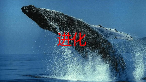 统编版语文五年级上册第五单元 习作例文《鲸》《风向袋的制作》 课件