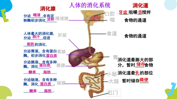 （人教七下复习）第一到三章复习