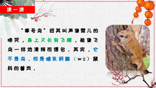第13课《寒号鸟》课件