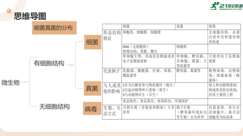 人教版生物八年级上册2.3 细菌、真菌和病毒 本章复习课件(共23张PPT)+视频素材