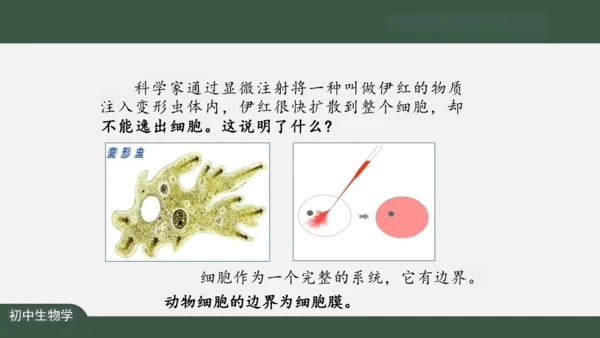 2.1.4  细胞的生活 课件（共26张PPT）