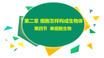 2.2.4 单细胞生物-2023-2024学年七年级生物上册优质教学课件（人教版）(共20张PPT)