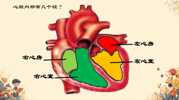 初中生物学人教版（新课程标准）七年级下册4.4.3输送血液的泵──心脏课件(共27张PPT)