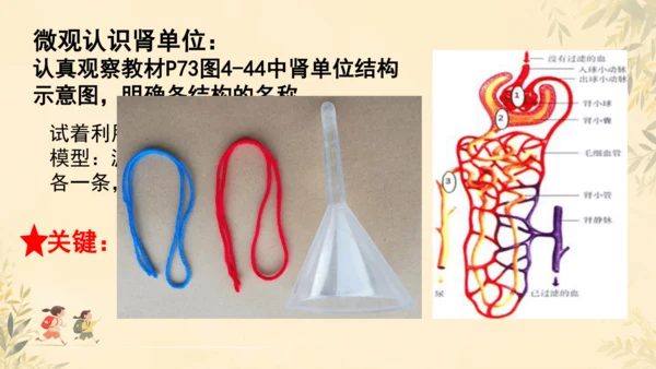 初中生物学人教版（新课程标准）七年级下册4.5 人体内废物的排出课件(共24张PPT)