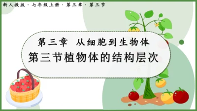人教版生物七年级上册1.3.3《植物体的结构层次》（课件）(共30张PPT)