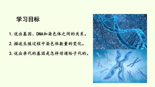 7.2.2基因在亲子代间的传递-八年级生物人教版下学期同步精品课件(共24张PPT)