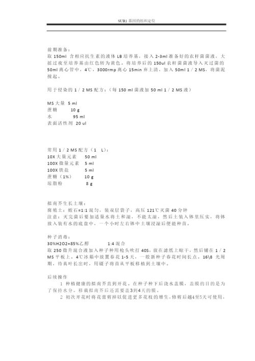 毕业论文—SUR1基因的组织定位.docx