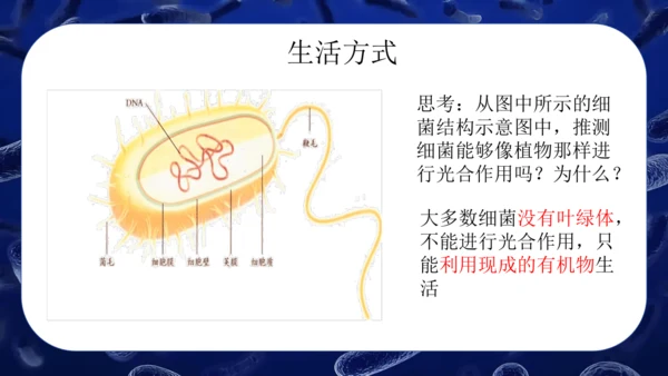 人教版生物七年级上册2.3.2《细菌》课件(共24张PPT)