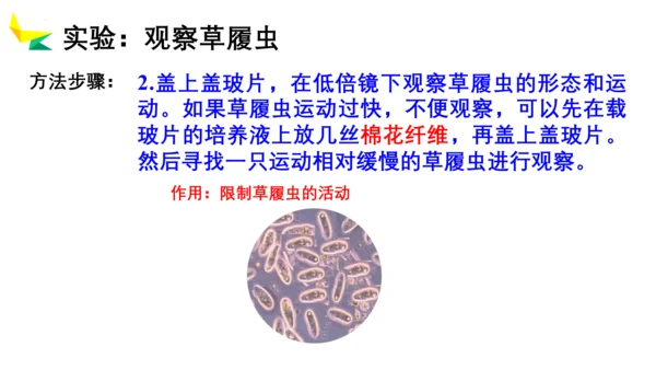 2.2.4 单细胞生物-2023-2024学年七年级生物上册优质教学课件（人教版）(共20张PPT)