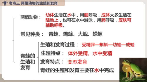 复习专题五生物的生殖和发育（串讲课件）-八年级生物上学期期末考点大串讲（人教版）(共20张PPT)