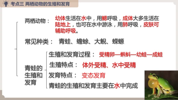 复习专题五生物的生殖和发育（串讲课件）-八年级生物上学期期末考点大串讲（人教版）(共20张PPT)