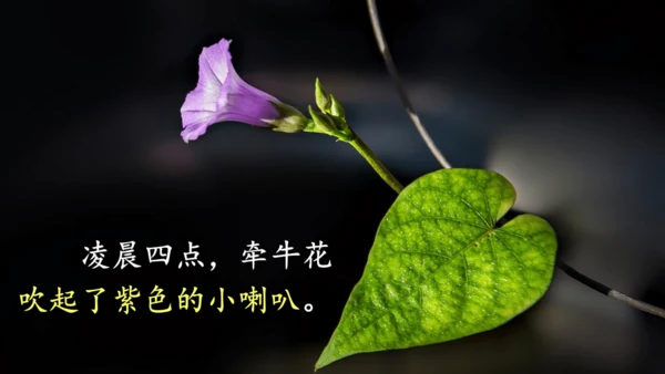 13《花钟》（课件）
