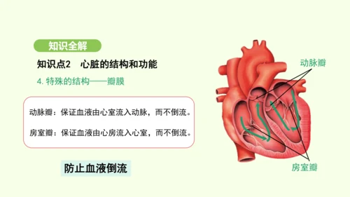 第四单元-第四章-第三节 输送血液的泵——心脏（第1课时）课件-2024-2025学年七年级生物下学