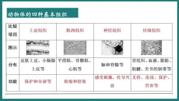 第一单元第三章从细胞到生物体（复习课件）-七年级生物上册同步教学精制课件（人教版2024）(共44张