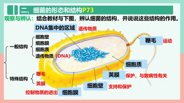 5.4.2  细菌  课件-人教版生物八年级上册(共39张PPT)