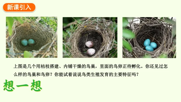 7.1.4鸟的生殖和发育-八年级生物人教版下学期同步精品课件(共24张PPT)