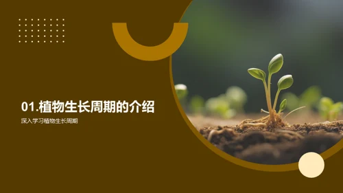 植物生长周期探究