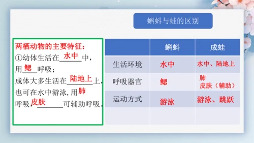 2.2.2脊椎动物（第2课时两栖动物和爬行动物）-七年级生物上册同步优质备课系列（人教版2024新教