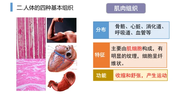 2.2.2 动物体的结构层次-2023-2024学年七年级生物上学期备课课件（人教版）(共26张PP